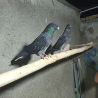 کبوتر ۱۰ طوق یکجا