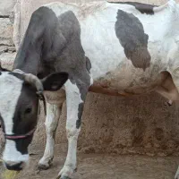 دوعدد گاو گوساله خونگی
