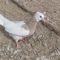 عروس هلندی و جوجه طوقی و قفس چوبی
