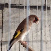 سهره ماده قناری ماده مست