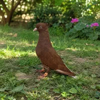 کفتر دم سفید سرخ ماده