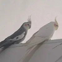 عروس هلندی سالم، نر و سخنگو