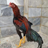 خروس لاری