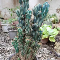 فروش کاکتوس صخره ای