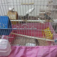 ۷ عدد فنچ مولد