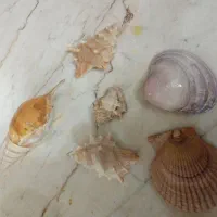 صدف