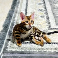 گربه بنگال