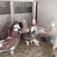 جوجه به شرط