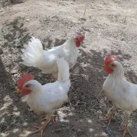 خروس