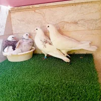 *5جفت کبوتر دهن جور عتیقه *