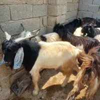 کهره نر