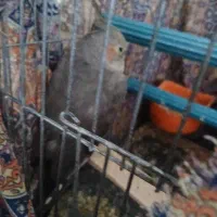 عروس هلندی دارچینی