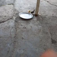اردک پروازی با جوجه و تخم