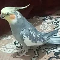 عروس هلندی سخنگو