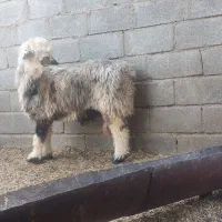شیشک بختیاری. بز گلابی اصل