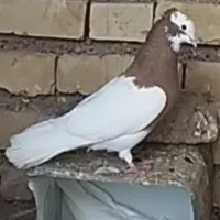 کبوتر