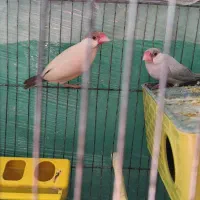فنچ نرگسی