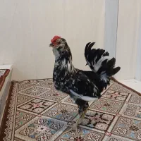 خروس گلین