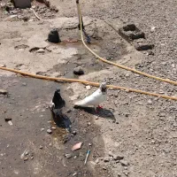کبوتر|پرنده|کهنوج, |دیوار