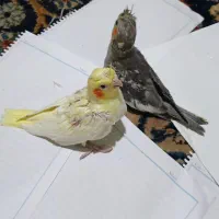 جوجه های یک ماهه و هشت روزه