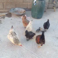 مرغ و خروس محلی