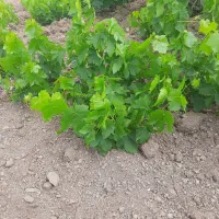 برگ مو واسه دلمه