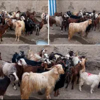 توافقی