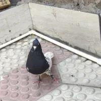 کبوتر