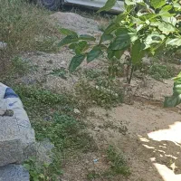 منزل کوی رسالت|فروش خانه و ویلا|اندیمشک, |دیوار