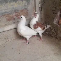 ۸تا کبوتر فروشی