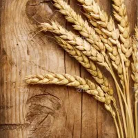 گندم دیم ، سیاه داس