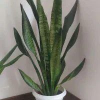 فروش گیاه سانسوریا