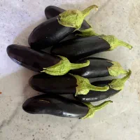 بادمجان