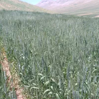 محصولات کشاورزی و محلی