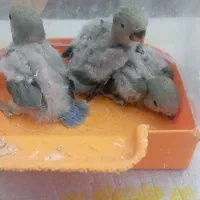 جوجه طوطی برزیلی خوشرنگ نژاد اصیل درسنین مختلف