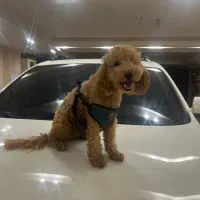سگ پودل عروسکی اصل
