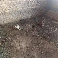 خرگوش