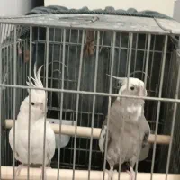 عروس هلندی جفت مولد جوجه داده.    باقفس