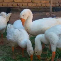 تعدادی مرغ