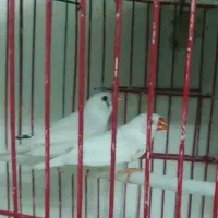 فنچ جفت مولد با قفس
