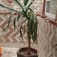 گل و گلدان