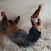 مرغ و جوجه محلی