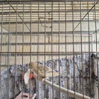 قناری|پرنده|مبارکه, |دیوار