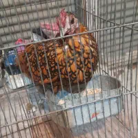 مرغ سبرایت تخم گذار