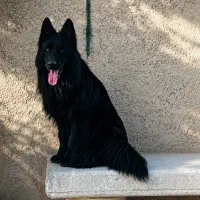 ژرمن بلک مو بلند فوق محشر