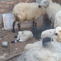 میش
