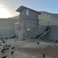 دامداری فوری فروش چکی ونقدی