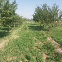 زمین-باغی