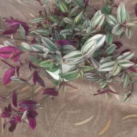 گل طبیعی