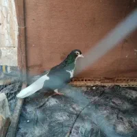 ماده ساده سیاه
